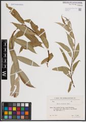Foto von Salix excelsa S. G. Gmel.